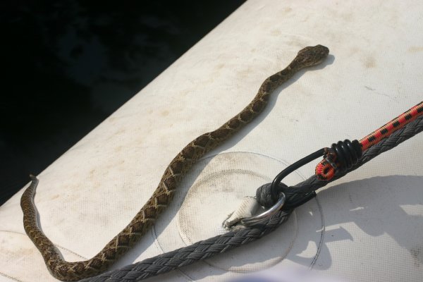 Baby Rattle Snake 